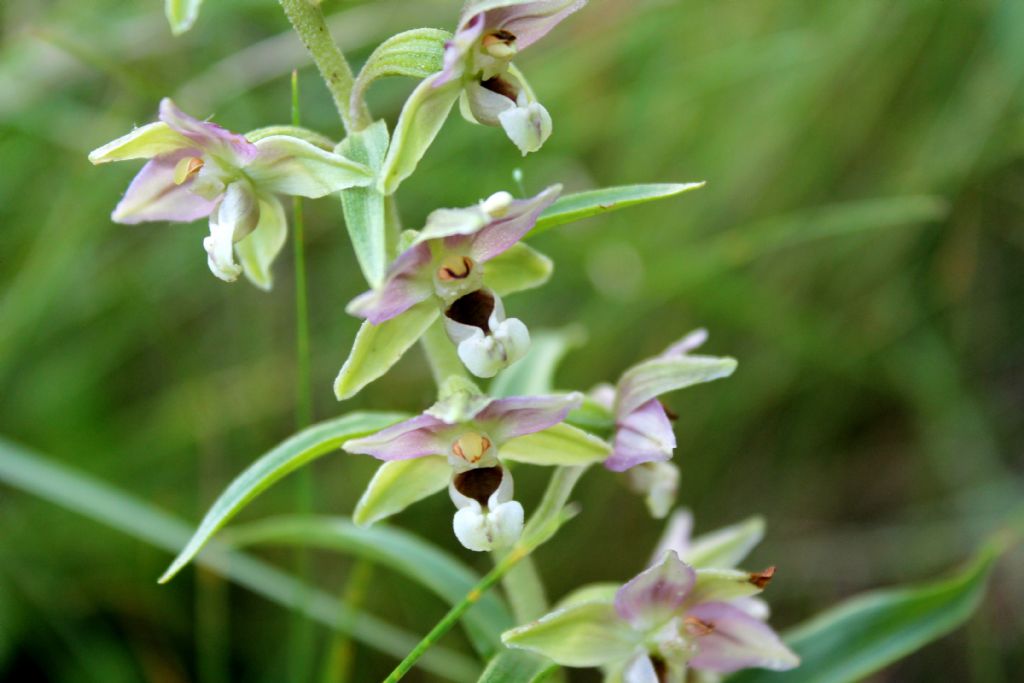 Epipactis helleborine